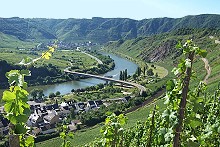 Neef und im Hintergrund der Calmont - der steilste Weinberg Europas